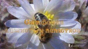 Симфония душистых лепестков*   Мой сад