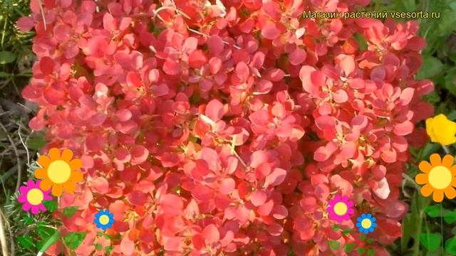 Барбарис тунберга Лютин Руж. Краткий обзор, описание характеристик berberis thunbergii Lutin Rouge смотреть онлайн