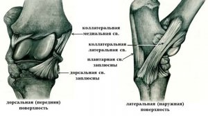 Стати лошади