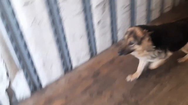 обзор International 4300 с мотором Cummins 11 смотреть онлайн