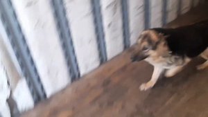 обзор  International 4300 с мотором Cummins 11