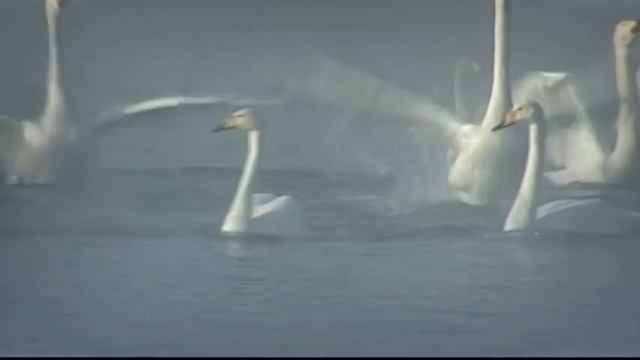 В Алтайском крае завершился «лебединый сезон» смотреть онлайн