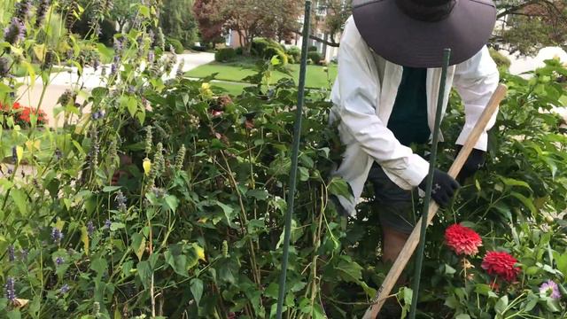 Transplanting Hardy Hibiscus Plants Part 1 | Cherry Choco Latte, Spinderalla, Ballet Slippers смотреть онлайн