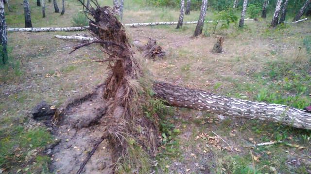 Fallen Tree (Берёза после урагана) смотреть онлайн