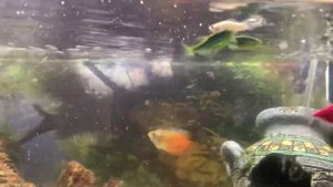 МАЛЬКИ МОЛЛИНЕЗИИ В ОБЩЕМ АКВАРИУМЕ / СНОВА МАЛЬКИ!