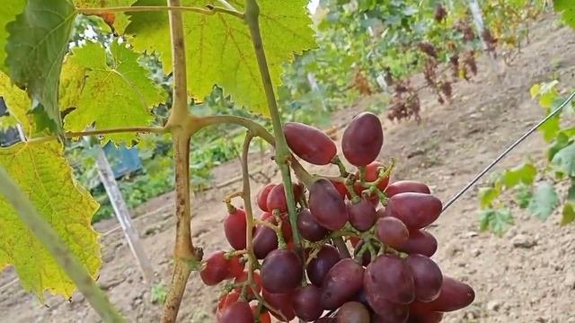 Виноград Байконур проворонил