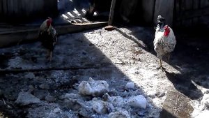 Петух ТОПЧЕТ ПЕТУХА, но у него НЕ ПОЛУЧИЛОСЬ закончить