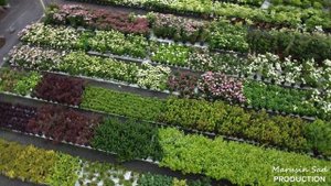 Садовый Центр "Марусин Сад" - Июль