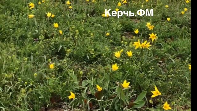 тюльпаны Шренка и тюльпан Биберштейна зацвели на Опуке смотреть онлайн