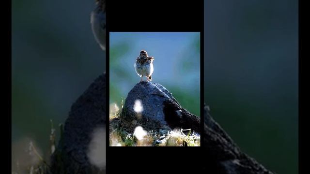 Лето. Пение жаворонка полевого
