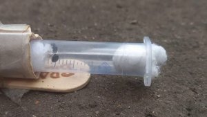 Муравьи Lasius umbratus в домашних условиях первые шаги