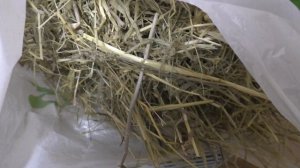 Что едят морские свинки? Какие звуки издают морские свинки.