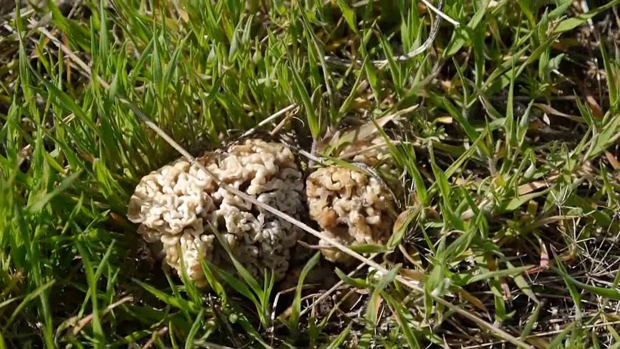 Как растут степные сморчки
