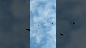 Полёт Николаевских голубей. Николаевские голуби. Город Орёл