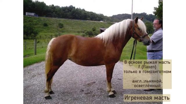 Игреневая и рыжая с ОЗВ масти лошади смотреть онлайн