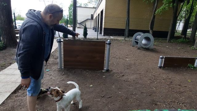 собак 1.mp4