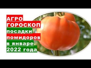 Агрогороскоп посева семян помидоров на рассаду в январе 2022 года