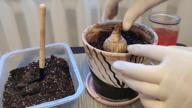 Сажайте амариллис только так смотреть онлайн