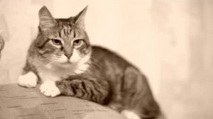 Я содержу маму, а она собралась брать к себе детей сестры на лето