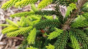 Весенние приросты елей Хупси.Маджестик Блю .Ауреоспиката. Лаки Страйк.Пихты Ледокол.И другие.