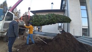 посадка больших деревьев