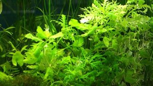 Синема изменчивая или Гигрофилла разнолистная ( Hygrophila difformis)
