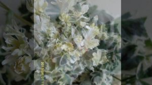 227.  Silver Snow 실버스노우 Pelargonium  ( 2012~2013)