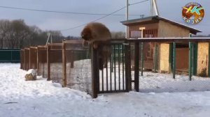 Мана Хакикий Бурибосар Итлар! Энг Улкан Итлар 2- кисм #обуна_булинг #hammaga_qiziq #бурибосар