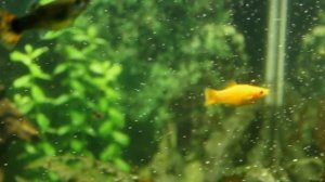 Гуппи Эндлера Японская голубая, Моллинезия желтая