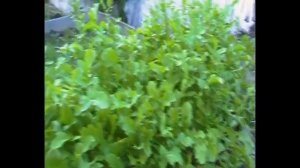 как растет руккола у нас на огороде