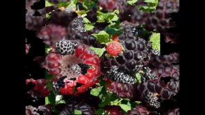 #Ежевика #Зверобой Декоративные #кустарники19 Декоративные растения