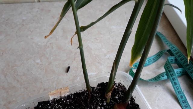 Выращивание имбиря на подоконнике. Часть 2.
