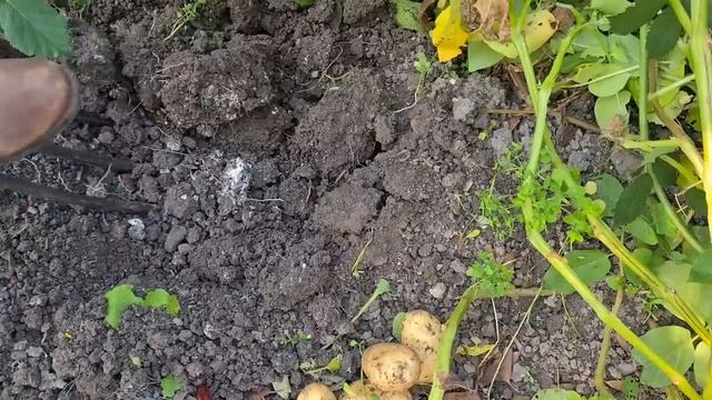 Где моя Сарпо Мира???? Урожай с 1.5Х2м грядки смотреть онлайн