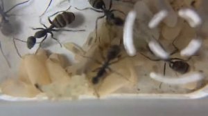 Кампонотус париус (Camponotus parius). Экзотический вид муравьев  Муравьи дома.  Муравьиная ферма.