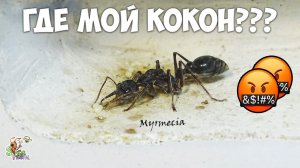 Мирмеция вскрыла кокон, готов её разорвать ● Myrmecia pyriformis