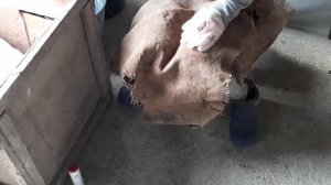 Кастрація поросят!