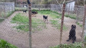 Четыре друга на прогулке, два добермана, немецкая овчарка и кане-корсо