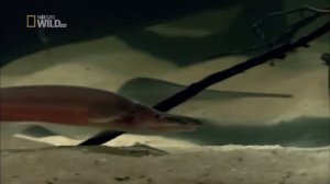 Брачный поединок рыб-ножей из отряда Гимнотообразные или Южноамериканские ножетелки (Gymnotiformes)