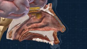 Органы чувств | Анатомия человека | Биология