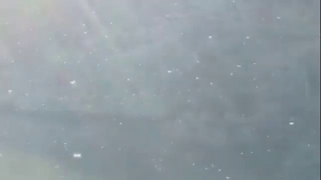 Chironomid Hatch is On (Chironomus anthracinus) смотреть онлайн