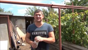 микоплазмоз у птиц  профилактика и лечение