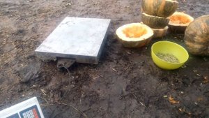 Какой урожай семечек в тыкве голосемянной , сколько семечек в тыкве