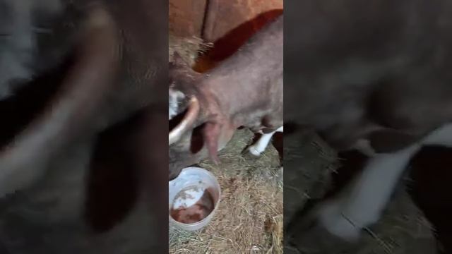 Симменталы Глицерин Почему он необходим высокоудойным коровам с повышенной упитанностью