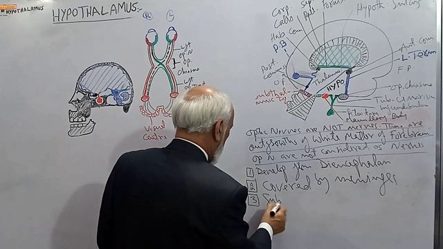 Hypothalamus anatomy - structure & function - Neuroanatomy Lecture 10 - By Dr. Arbab Wadood