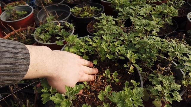 Самое КРУТОЕ УДОБРЕНИЕ для Цветов!!!