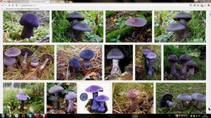 Паутинник фиолетовый