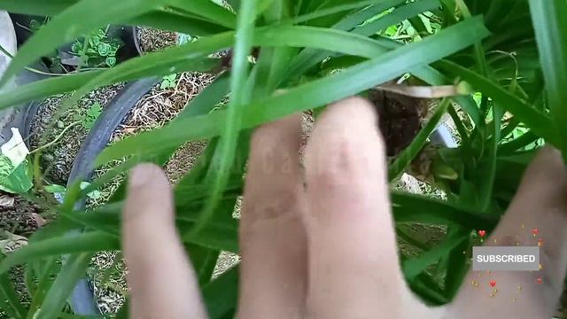 NOLINA BEAUCARNEA RECURVATA CAUDEX PLANT, SHARING PLANT CARE #caudex #plant #shorts #palmtree смотреть онлайн