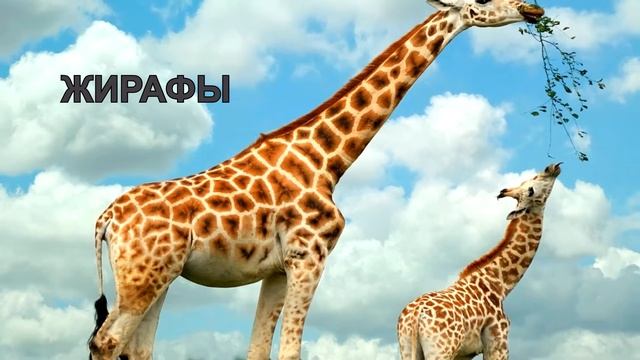 МАТЕРИК АФРИКА смотреть онлайн