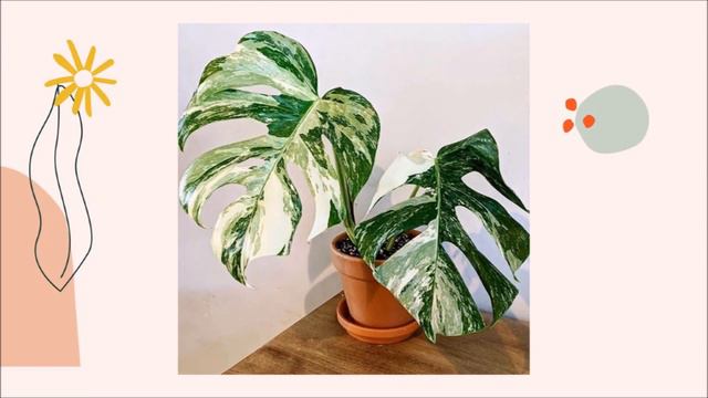 มอนสเตอร่า (monstera) | Home of Know смотреть онлайн