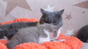 Мама кошка разговаривает со своими котятами